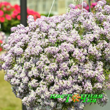 Алиссум Lucia Lavender