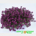 Алиссум Stream Purple