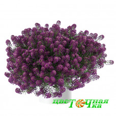 Алиссум Stream Purple