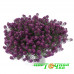 Алиссум Stream Purple