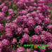 Алиссум Stream Raspberry Алиссум Stream Raspberry