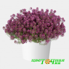 Алиссум Stream Raspberry