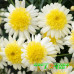 Аргирантемум Aramis Semi Double Lemon