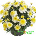 Аргирантемум Aramis Semi Double Lemon