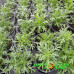 Аргирантемум Aramis Semi Double Lemon