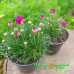 Розовая армерия Morning star deep rose