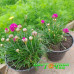 Розовая армерия Morning star deep rose