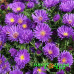 Астра Magic Purple (№603 новобельгийская)