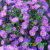 Астра Magic Purple (№603 новобельгийская)