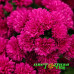 Астра Showmakers Magenta Астра Showmakers Magenta