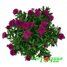 Астра Showmakers Magenta (№604 новобельгийская)