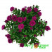 Астра Showmakers Magenta