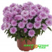 Астра Showmakers Baby Pink (№609 новобельгийская)
