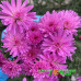 Астра Showmakers Baby Pink (№609 новобельгийская)