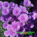 Астра Showmakers Lavender (№613 новобельгийская) Астра Showmakers Lavender (№613 новобельгийская)
