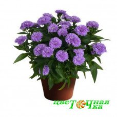 Астра Showmakers Lavender (№613 новобельгийская)