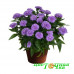 Астра Showmakers Lavender (№613 новобельгийская)