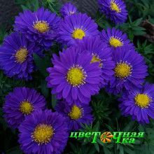 Астра Sea Bengale Purple (№614 новобельгийская)