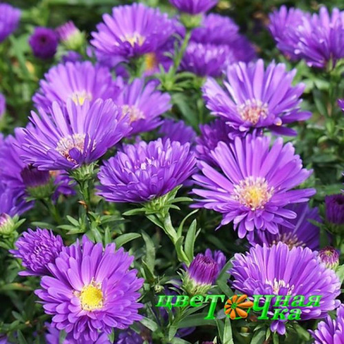 Астра Magic Purple (№603 новобельгийская) | flowerdot