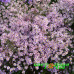 Астра Pink Cloud Астра Pink Cloud