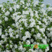 Бакопа Double Snowball White