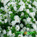Бакопа Double Snowball White