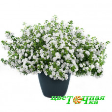 Бакопа Double Snowball White