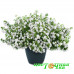Бакопа Double Snowball White