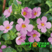 Бакопа Scopia Great Pink Beauty