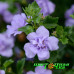 Бакопа Scopia Double Lavender