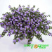 Бакопа Scopia Double Lavender