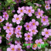 Бакопа Scopia Great Pink Beauty