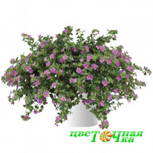 Бакопа Scopia Great Pink Beauty