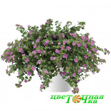 Бакопа Scopia Great Pink Beauty