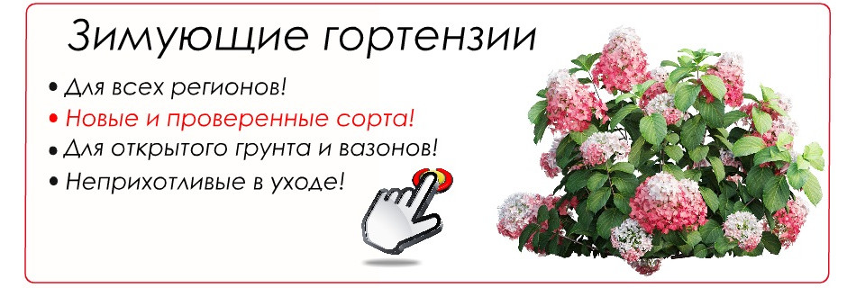 гортензии