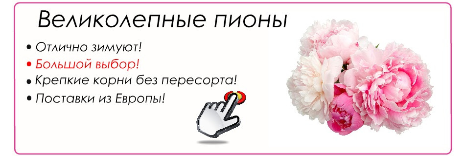 Пионы