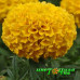 Бархатцы прямостоячие Taishan Gold