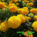 Бархатцы прямостоячие Taishan Gold