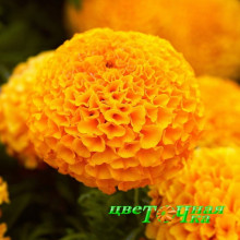Бархатцы прямостоячие Taishan Orange Бархатцы прямостоячие Taishan Orange