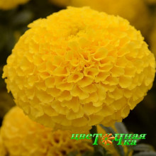 Бархатцы прямостоячие Taishan Yellow Бархатцы прямостоячие Taishan Yellow