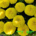 Бархатцы прямостоячие Taishan Yellow