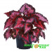 Бегония Beleaf Inca Night