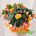 Бегония Belleconia Mango