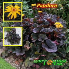 Бузульник Pandora