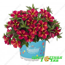 Калибрахоа Aloha Nani Red Cart Wheel