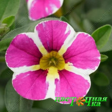 Калибрахоа Calita Compact Pink Star
