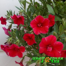 Калибрахоа Calita Double Red