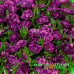 Калибрахоа Colibri Double Deep Purple