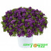 Калибрахоа Colibri Double Deep Purple