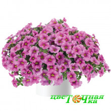Калибрахоа Colibri Pink Lace Калибрахоа Colibri Pink Lace